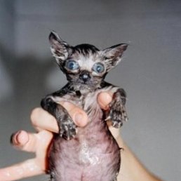 Тигран, Москва