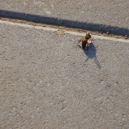 Владимир, Москва