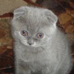 Алёна, Москва