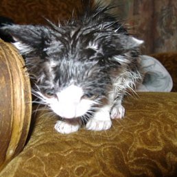 Тигр, Москва