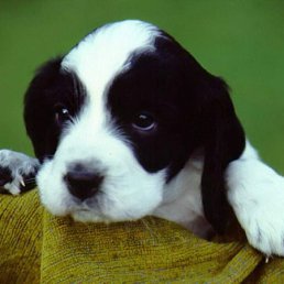 Санек, Бугуруслан