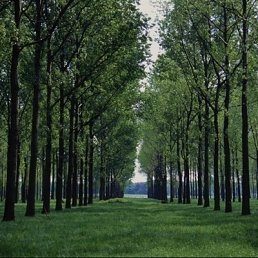 Жека, Санкт-Петербург