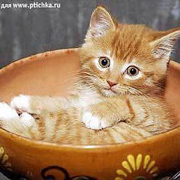 Лисичка, Подпорожье