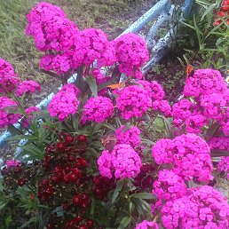 Lullaby, Великий Новгород