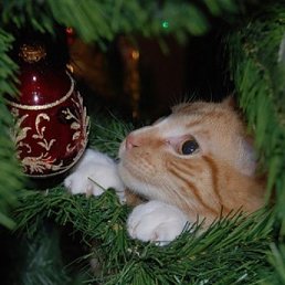 Miss+arina, Вышний Волочек