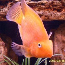 Сеня, Энгельс