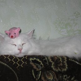 Заур, Москва