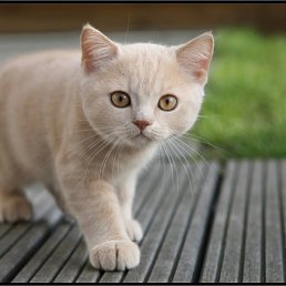 Eduard, Москва