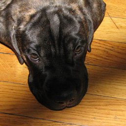 Евгений, Тверь