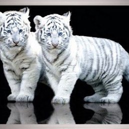 Анатолий, Минск