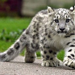 Серёжка, Москва